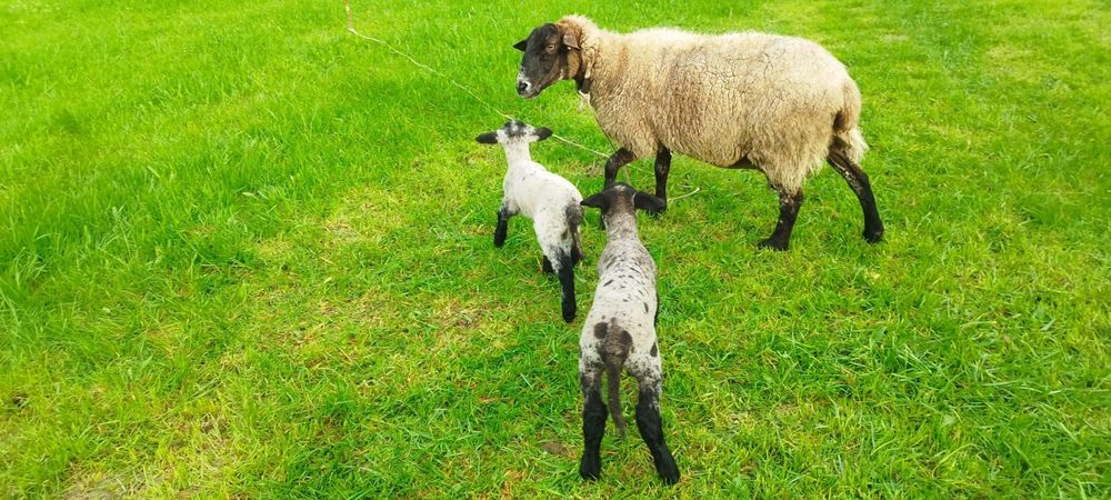 Ovelha sulfok com 2 anhos