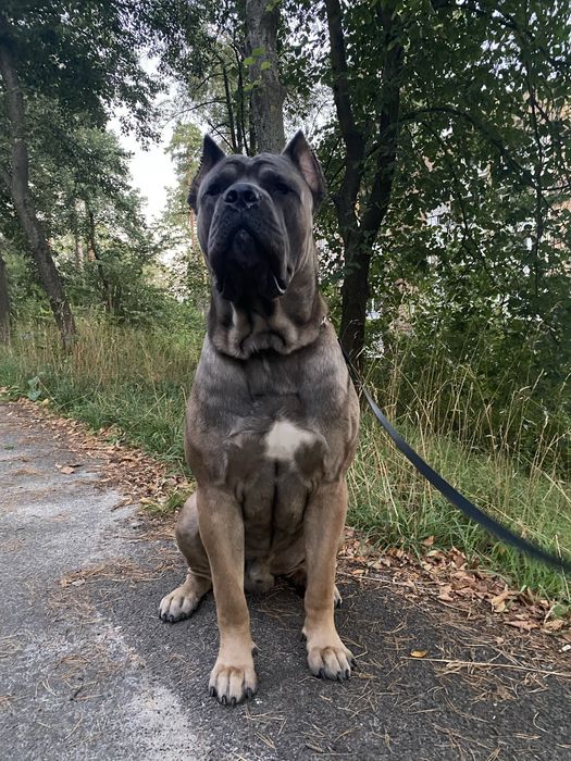 Шукаємо дівчинку для мого хлопчика, ще не розвязаний,  1 рік 9 місяців