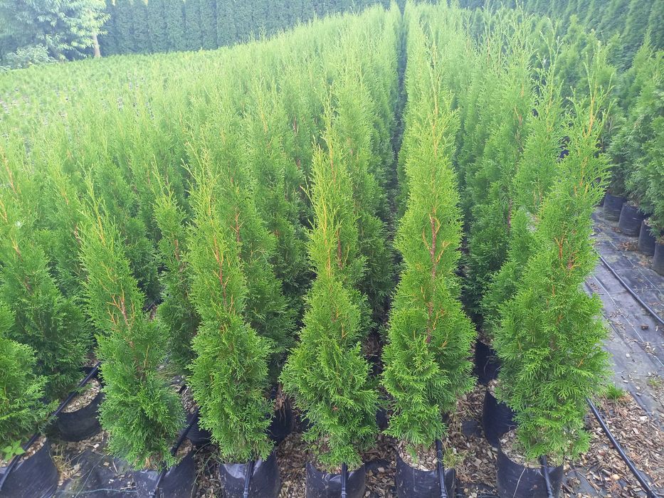 Tuja Szmaragd  100  120  140 donica 5l  DOSTAWA