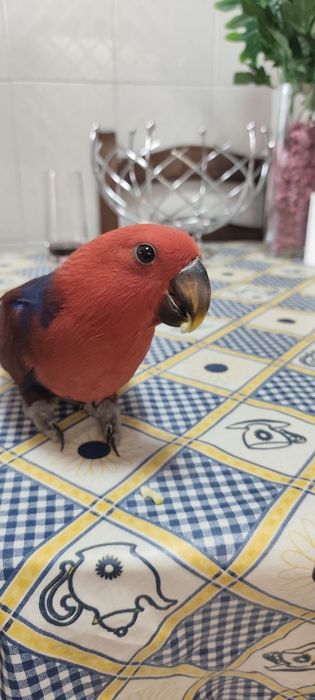 Aves criadas a mão