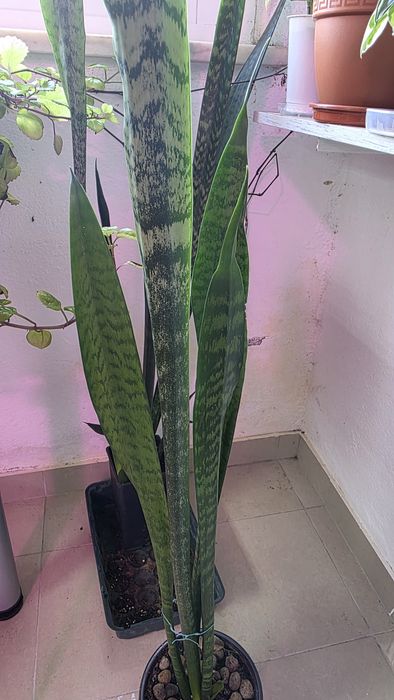 Espada de São Jorge  com 1m