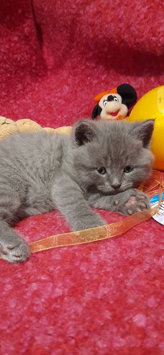 Британські кошенята