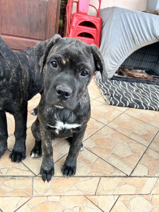 Suczka suka szczenie Cane Corso