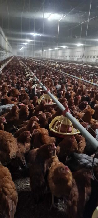 Kury nioski młode Rosa Leghorn z pierwszym jajkiem. Dowóz Gratis.
