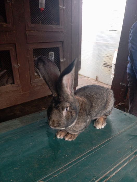 Samiec belgijski olbrzym szary