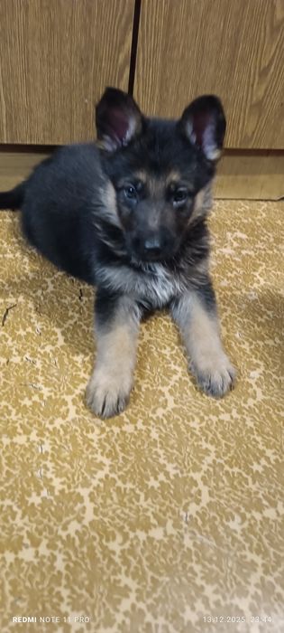 Продам цуценят німецької вівчарки