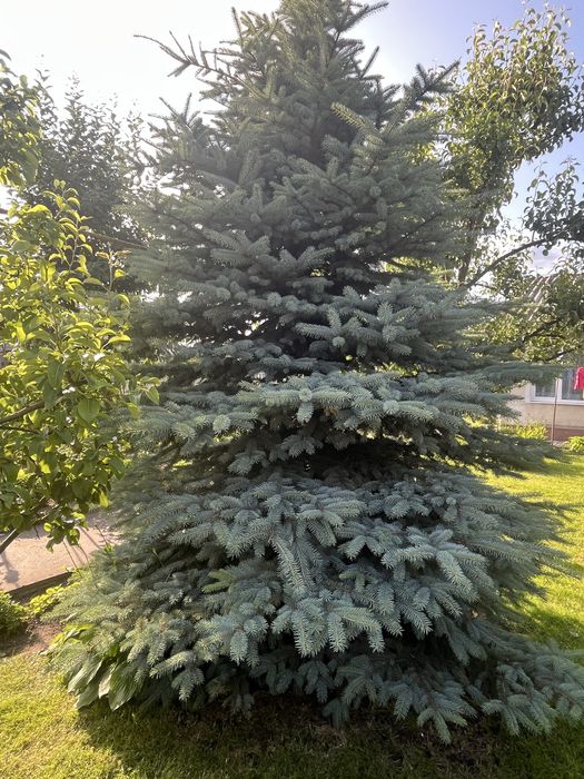 Продається голуба ялинка