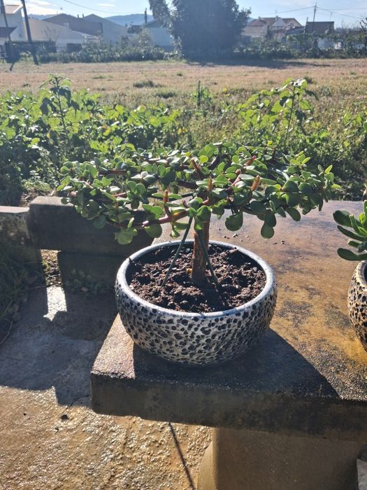 Plantas  suculentas