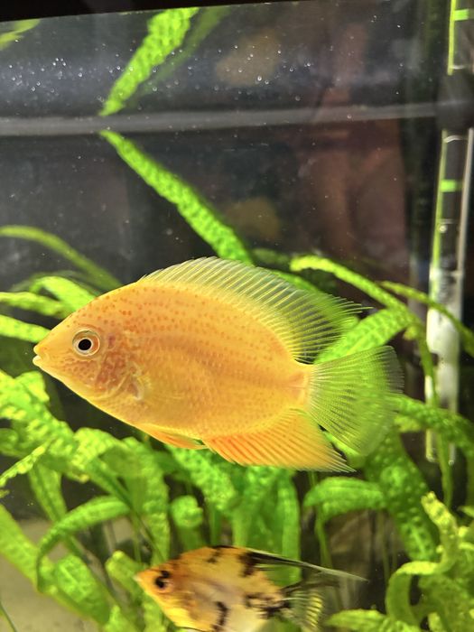 Pielegnice Severum red - samiec i samica