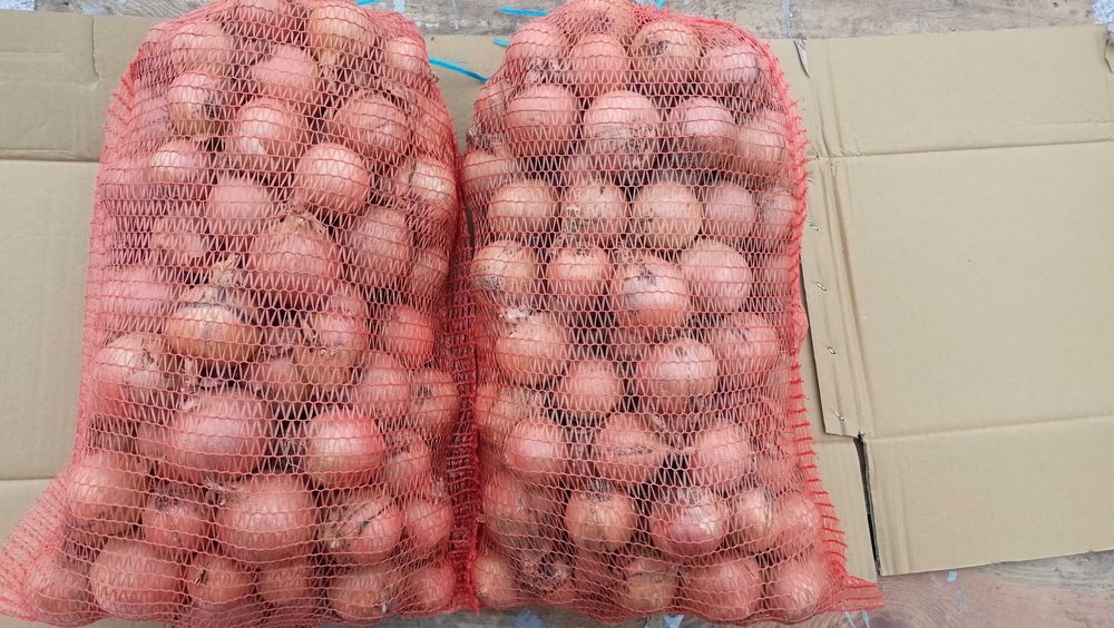 Cebula Centro sprzedam