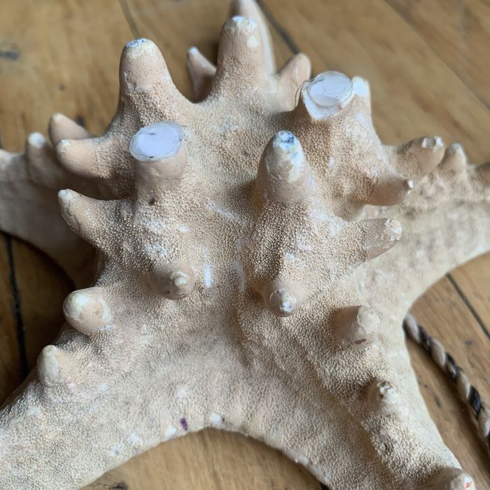Морська зірка натуральна велика