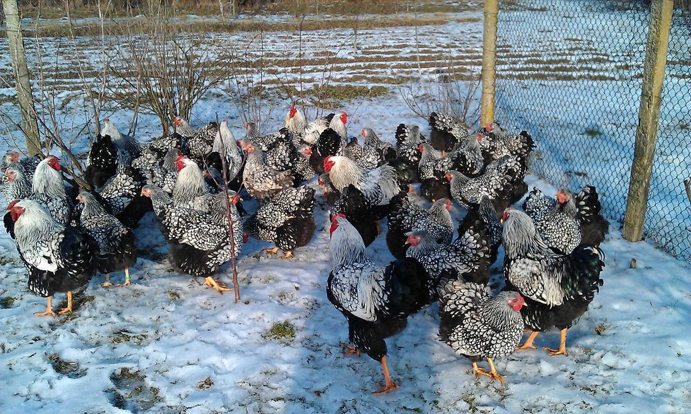 кури породи віандот-виандот серебро 8 місячні є вайбер