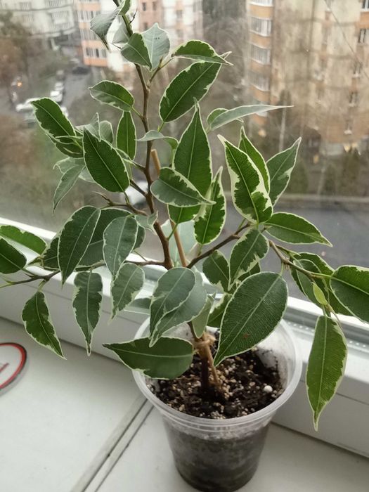 Продам кімнатні рослини фікус Ніна