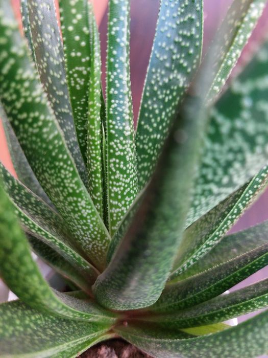 Гастерія доросла сукулент