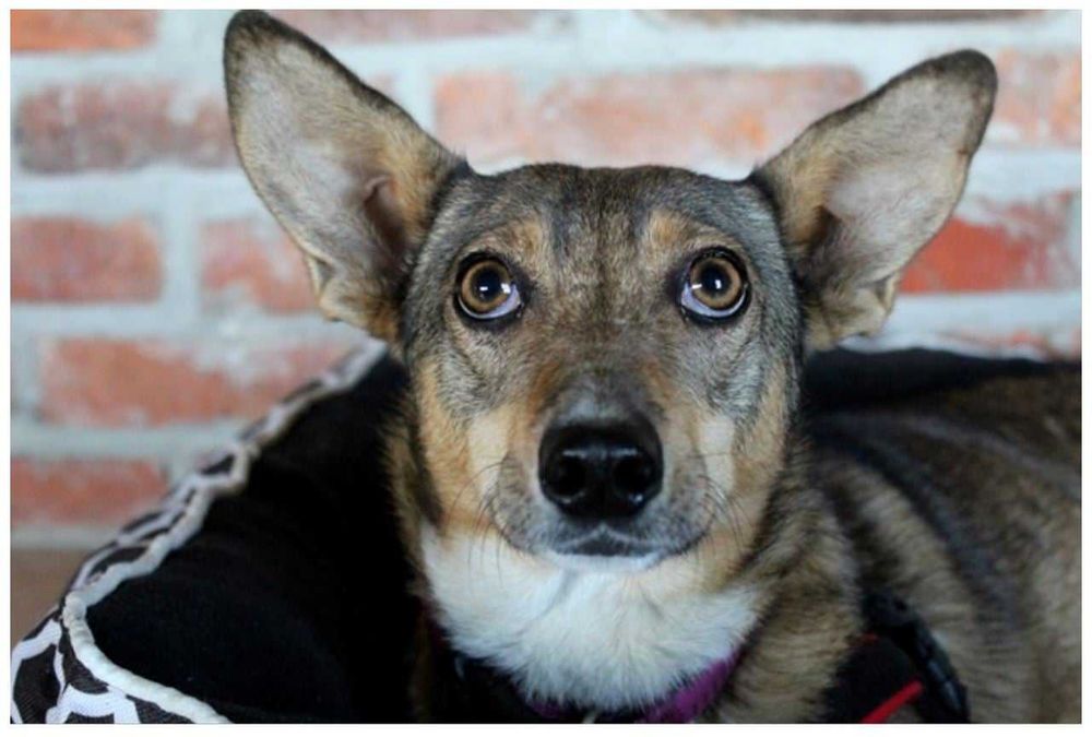 USIA szuka spokojnego, ciepłego, kochającego domku. Adopcja!