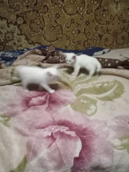 Продам 3х-месячного котёнка мальчика.