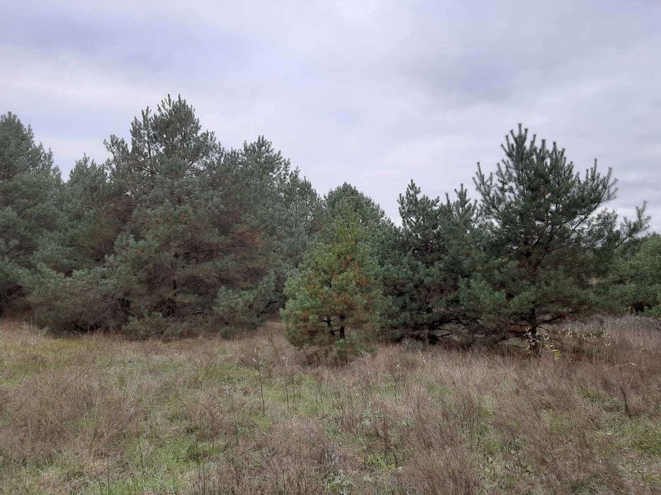 1Продається ділянка з Лісом