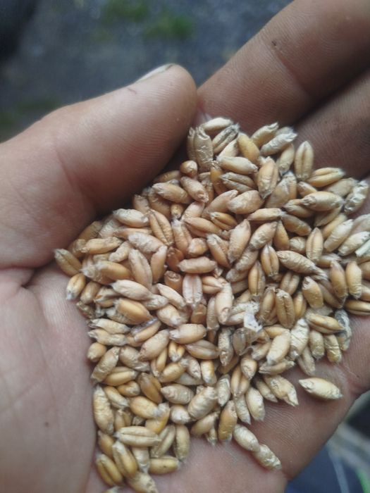 Owies bezłuskowy pszenżyto , żyto,jęczmień oczyszczone