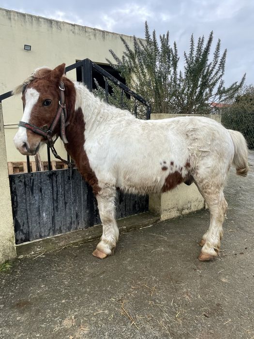 Para venda ponei super mansinho