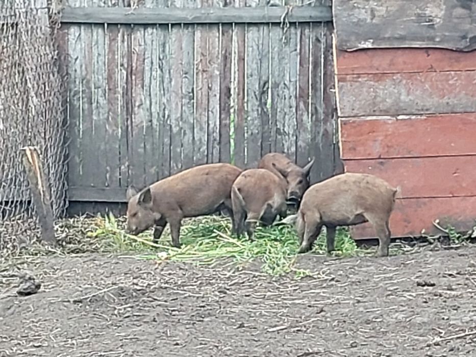 Продам пацятка 2місяці мангали