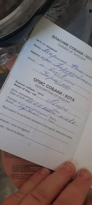Канадский сфинкс для вязки