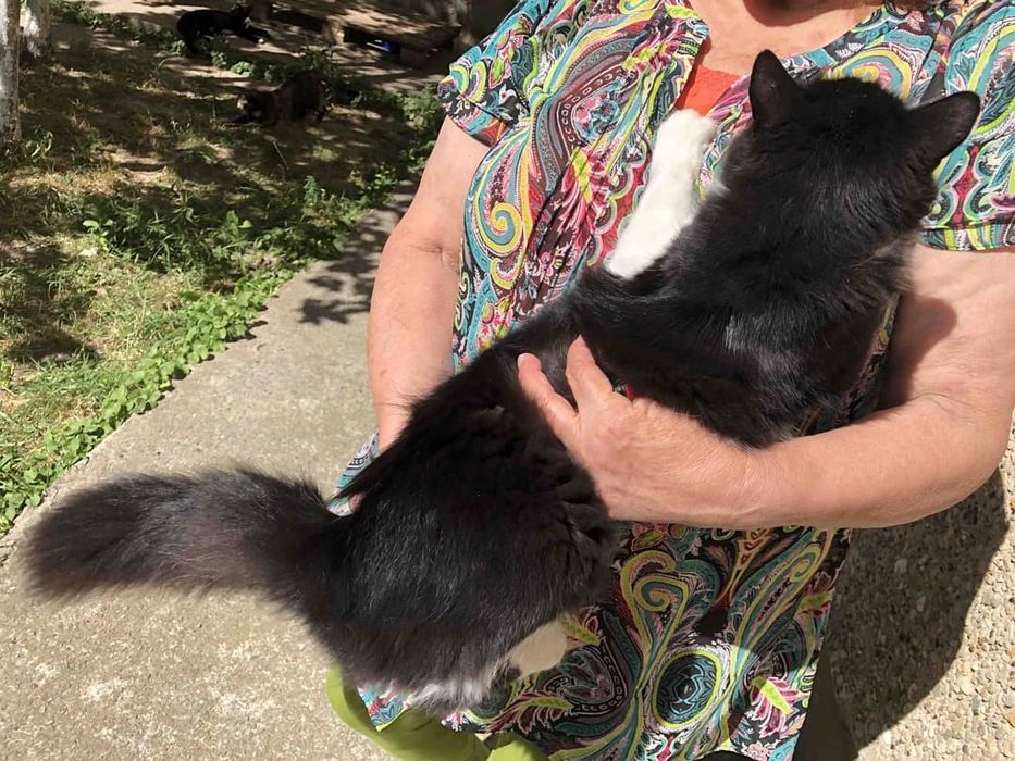 Пухнаста кішечка в добрі руки