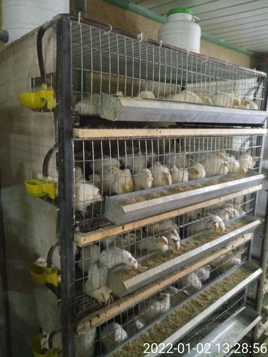 Трёх недельные техасские перепела.