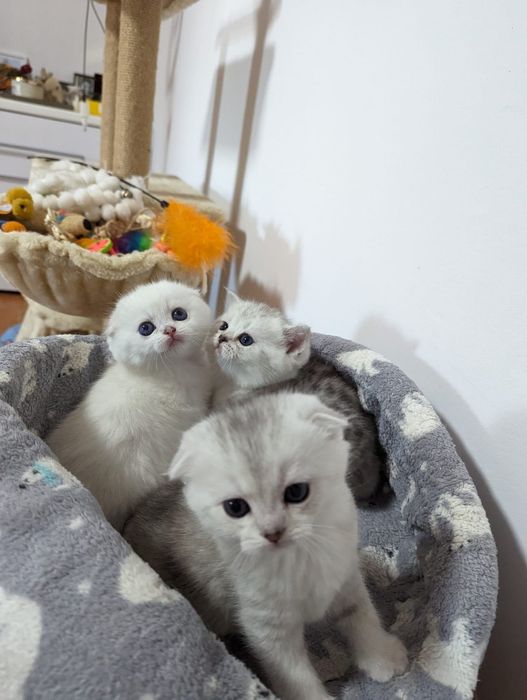 Чудесные котята серебристые шиншиллы фолдики
