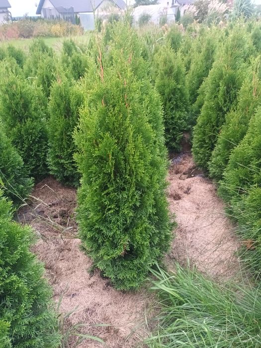 Thuja Szmaragd   90-110cm