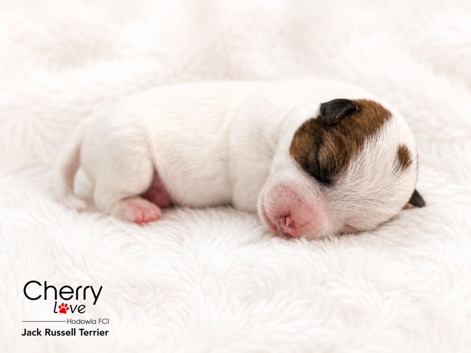 Jack Russell Terrier ZKwP FCI