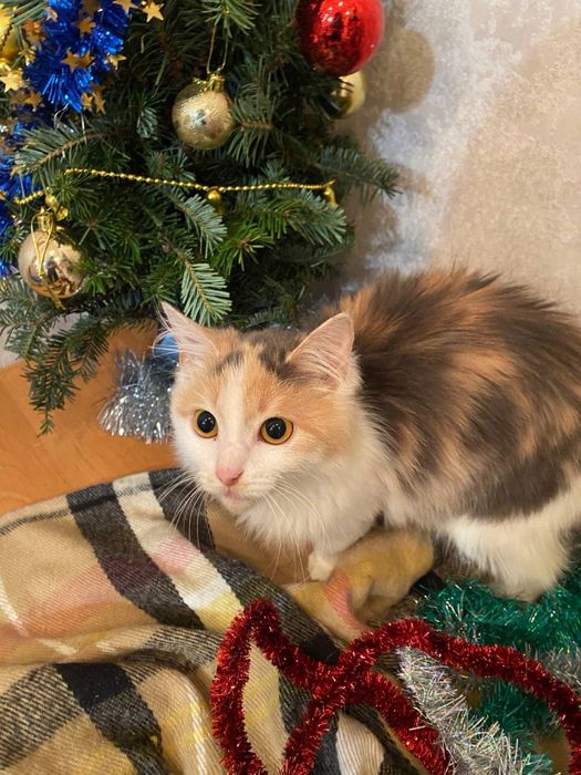 Дівчинка стерилізована  в надійну родину