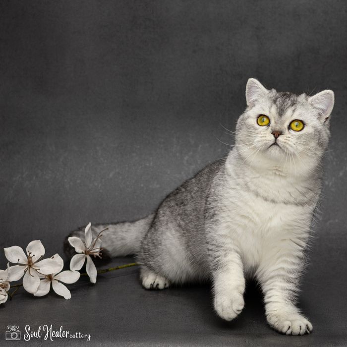 Шотландське кошеня