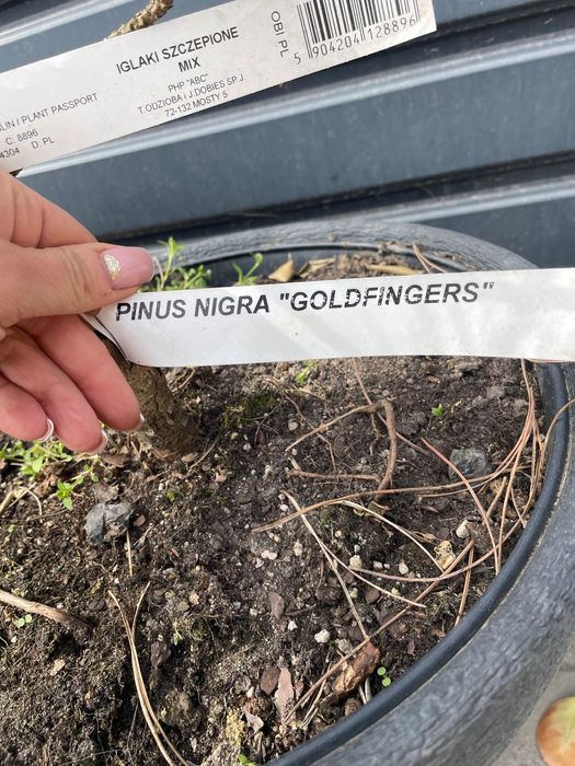 Pinus  nigra goldfingers 115 cm