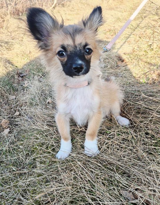 Chion Nestor 5 Mc- Rodowód