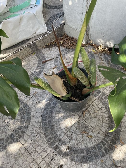 Monstera, costela de adão.
