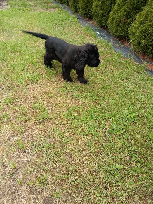 Cocker spaniel angielski, chłopak