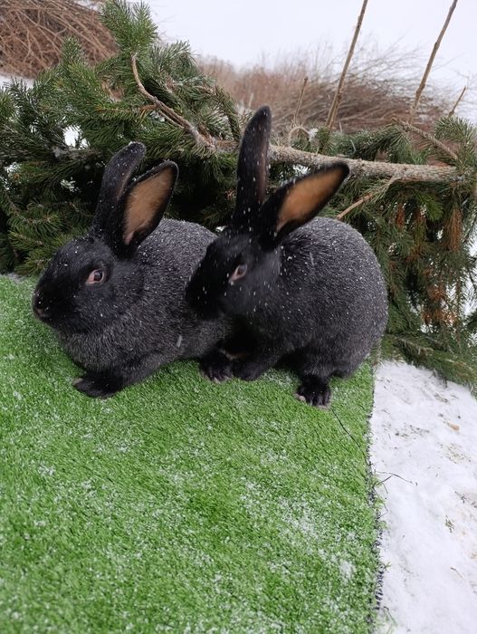 Кролі породи Полтавське срібло