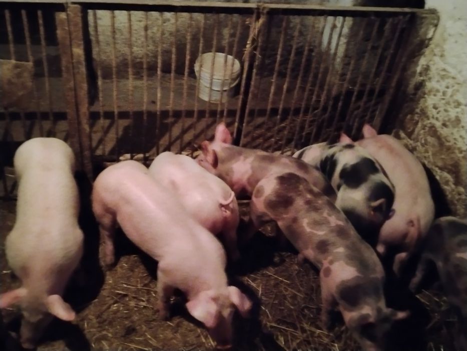 Prosięta mięsne 25-30 kg