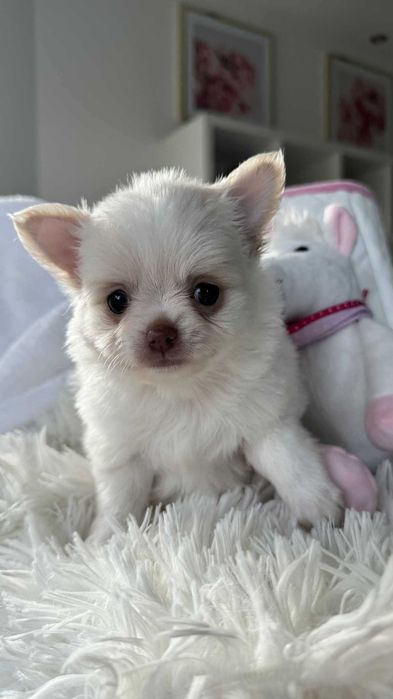 Piesek Chihuahua z Rodowodem Biel&Cream do 2kg