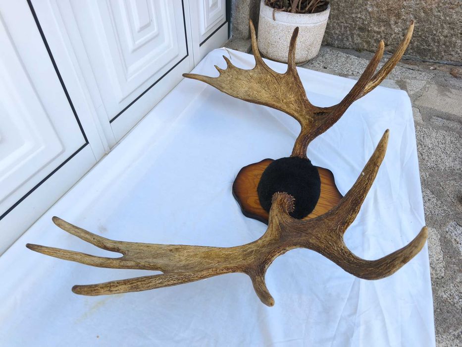 Galhada de Alce Canadiano / Troféu de Caça com Base de Madeira / Comprimento 125cm.