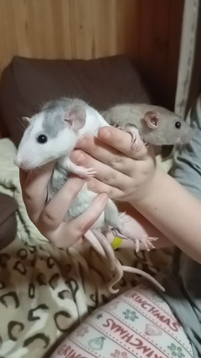 Декоративні пацюки