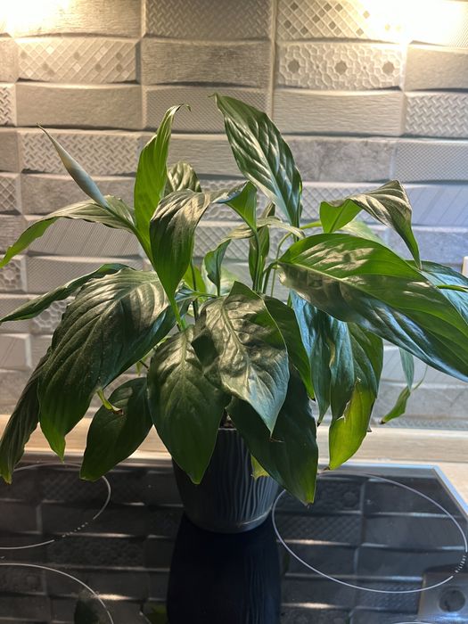 Спатифілум Жіноче щастя