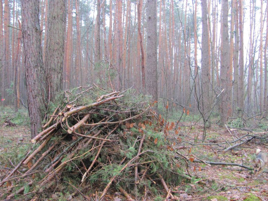 Drewno opałowe konary, gałęzie