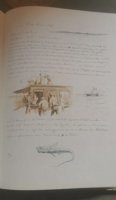 D. Carlos de Bragança