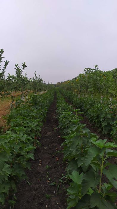 Piękne Krzaki Porzeczki Czarnej – Bardzo Owocna i Smaczna