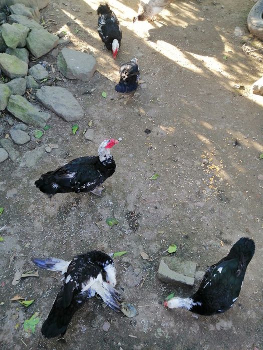 Casal de patos mudos