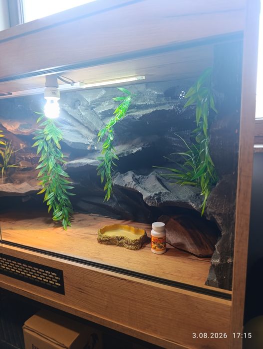 Terrarium dla agamy brodatej