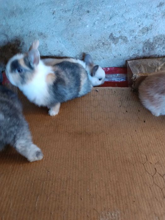 Coelhos anões  quem levar dois fica por 50€