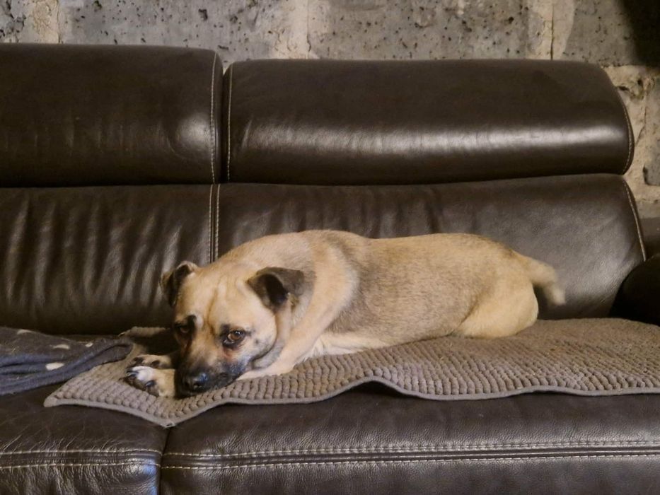 Borys w typie mopsa szuka domu