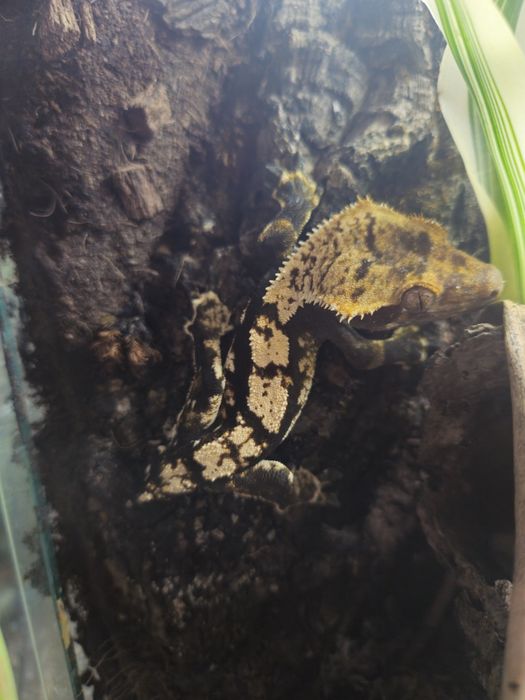 Młody gekon orzęsiony